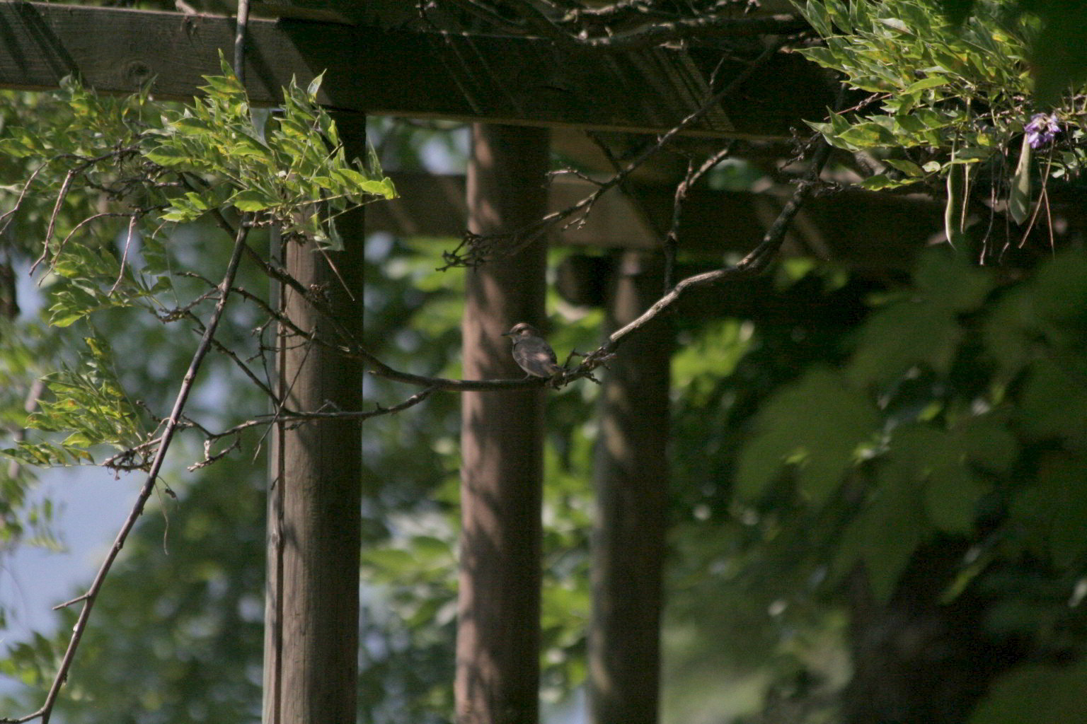 Ancora pigliamosche?